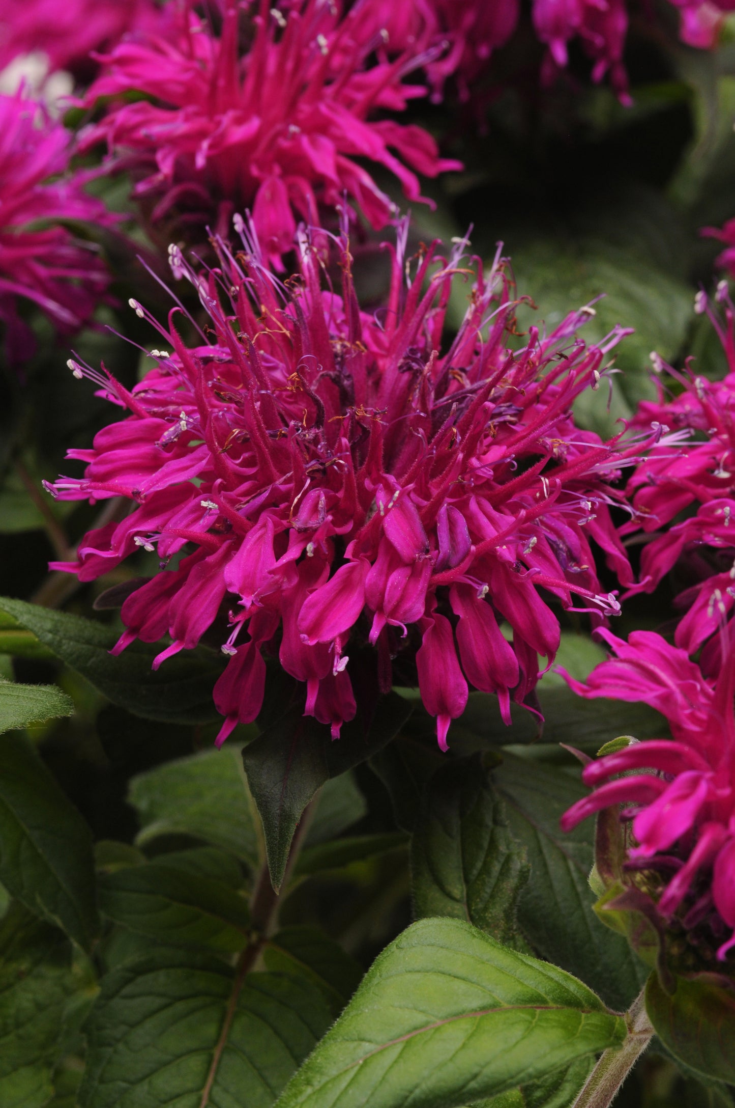 Monarda didyma Balmy™ 'Purple'