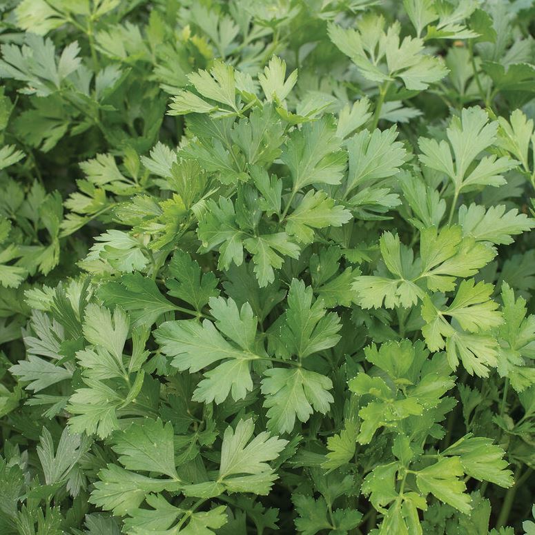 PARSLEY DARK SINGLE ITALIAN