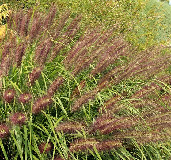 Pennisetum alopecuroides 'Red Head'