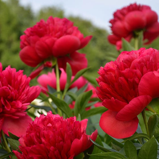 Paeonia 'Red Magic'