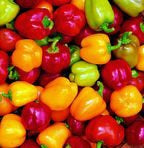 PEPPER MINI BELLE MIX - FLAT OF 32 PLANTS