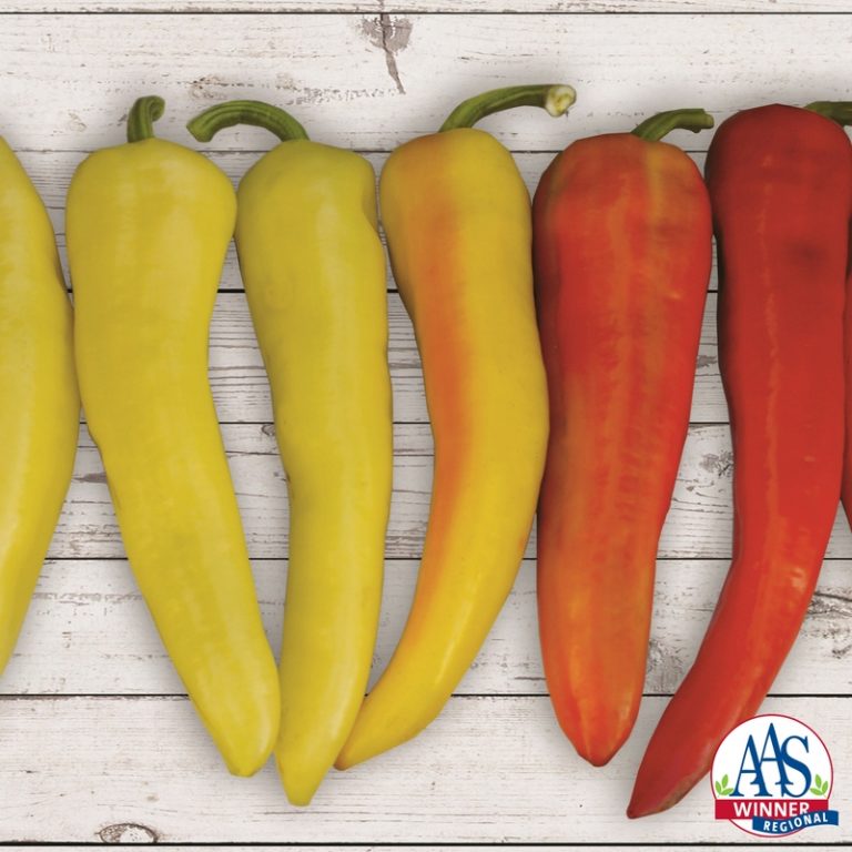 PEPPER SWEET SUNSET BANANA - 4" POT