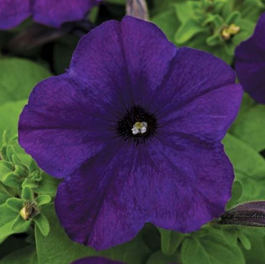 PETUNIA DREAMS MIDNIGHT