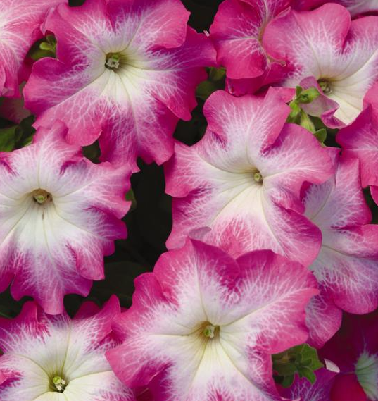 PETUNIA DREAMS ROSE MORN