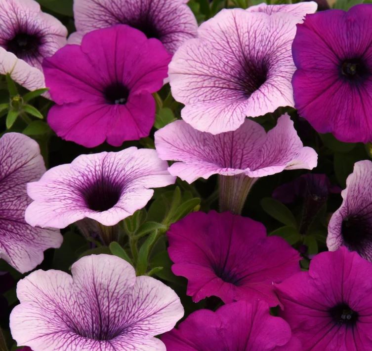 PETUNIA EASY WAVE PLUM PUDDING MIX