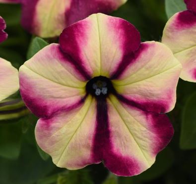 PETUNIA HEADLINER BANANA CHERRY SWIRL