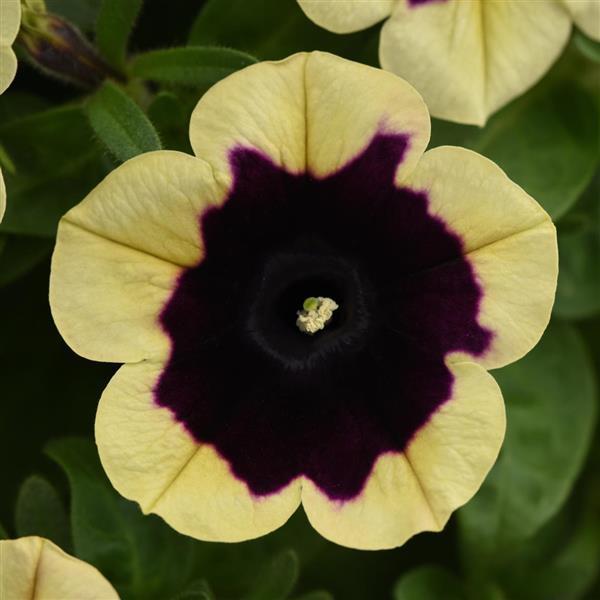PETUNIA HEADLINER DARK SATURN