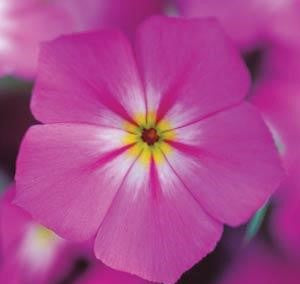 PHLOX SUBULATA DRUMMONDS PINK CREEPING PHLOX