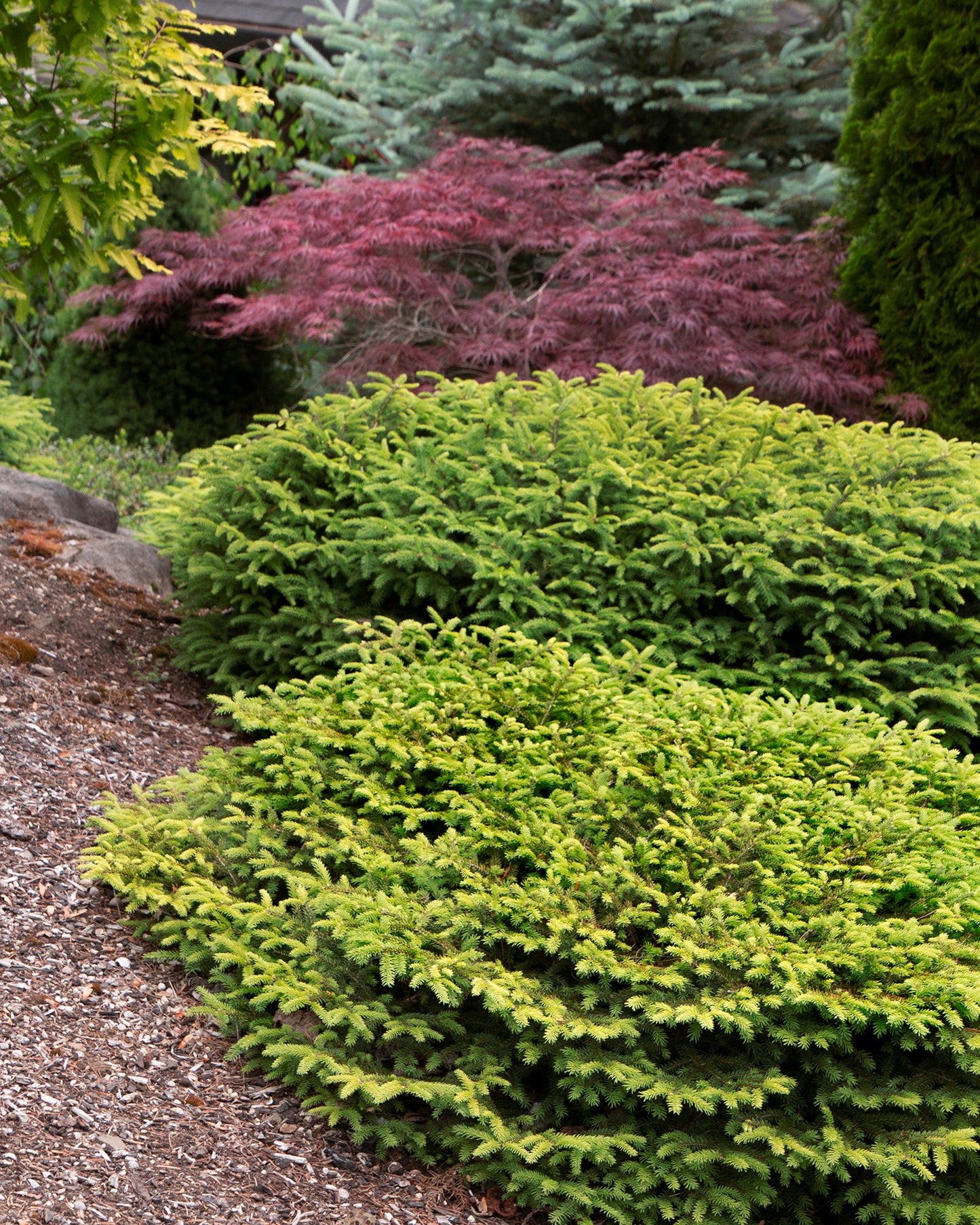 Picea abies 'Nidiformis'