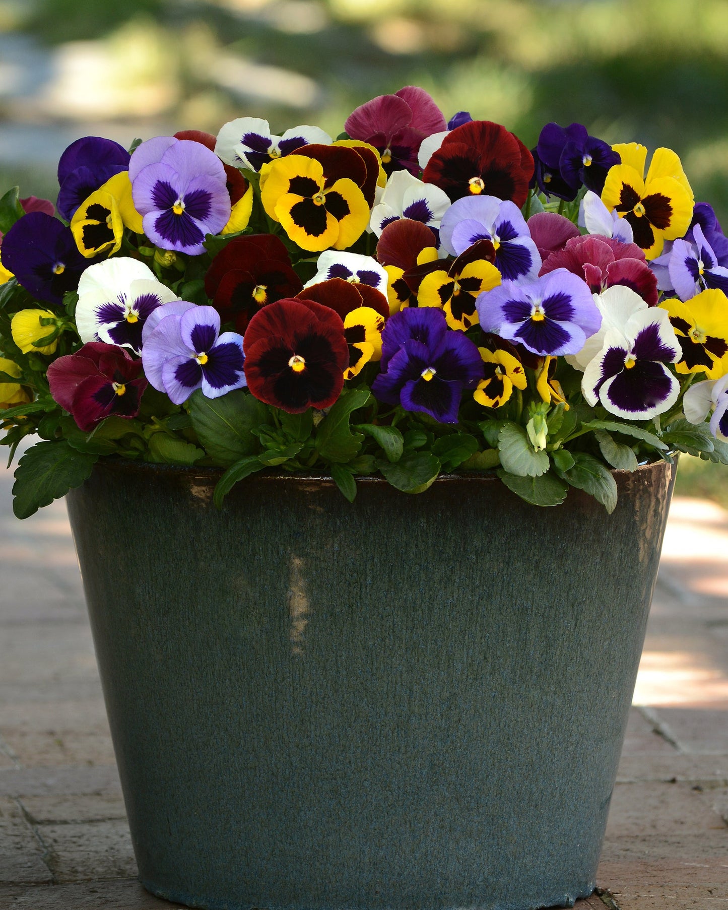 PANSY MATRIX BLOTCH MIX
