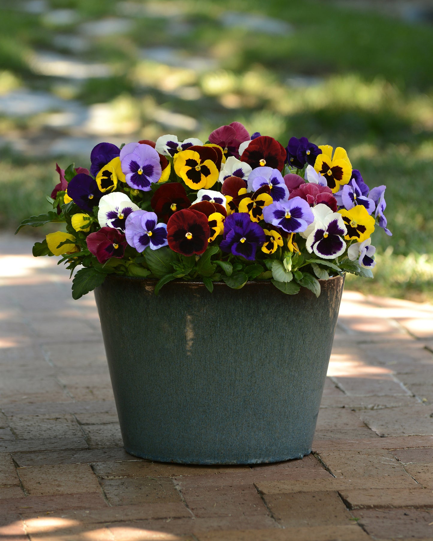 PANSY MATRIX BLOTCH MIX