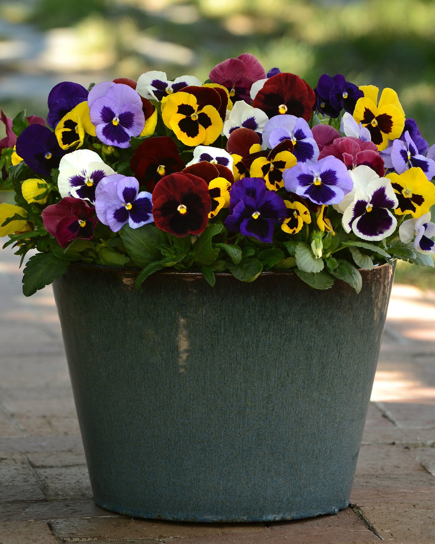 PANSY MATRIX BLOTCH MIX