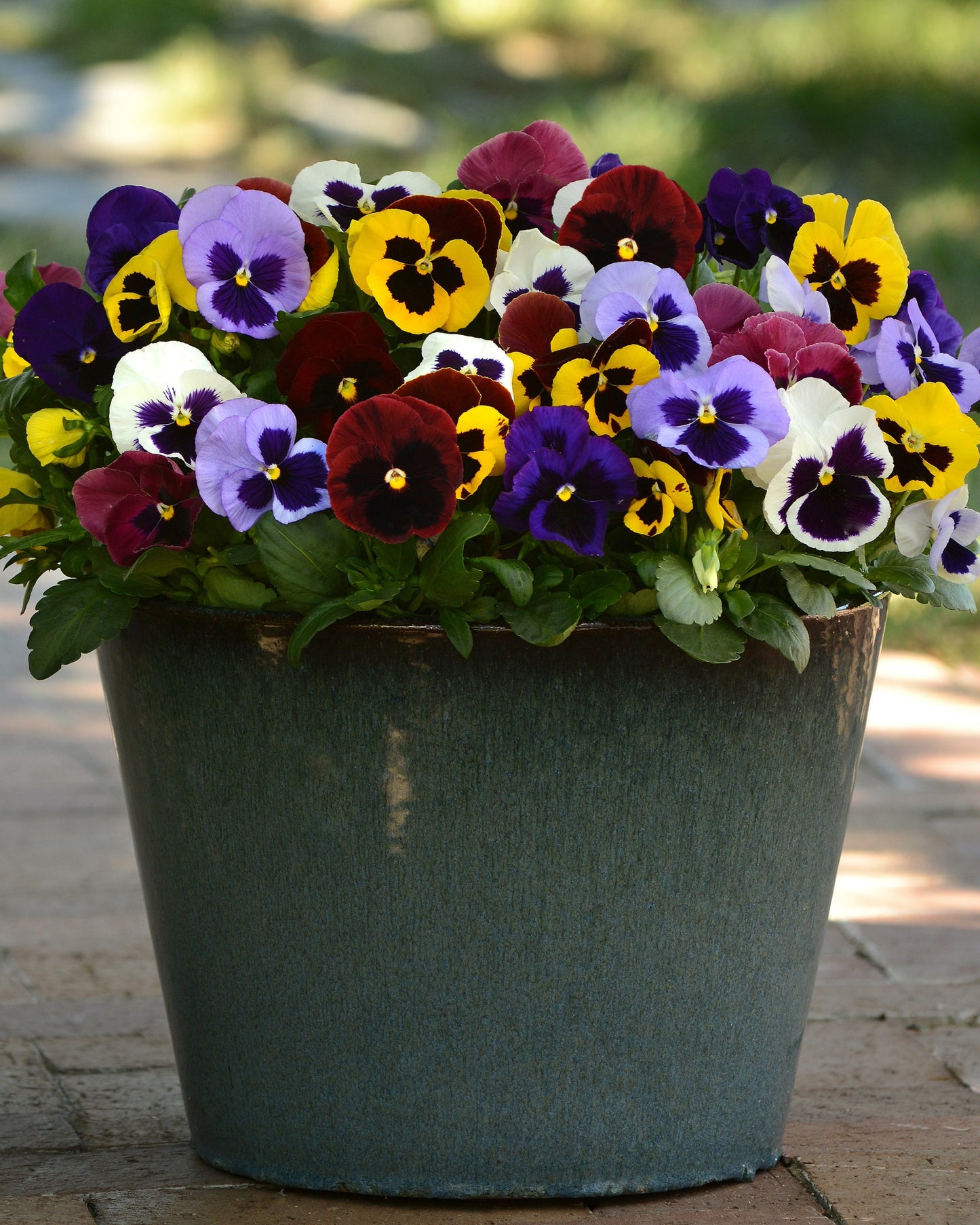 PANSY MATRIX BLOTCH MIX - 8'' HANGING BASKET