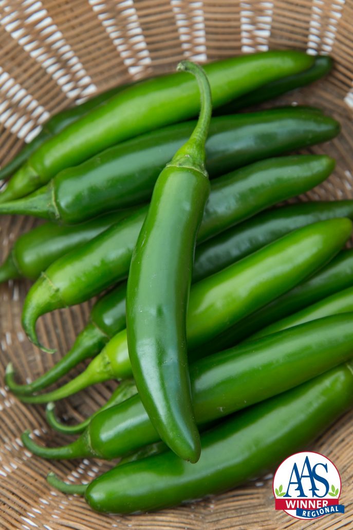 PEPPER SERRANO FLAMING JADE - 4" POT