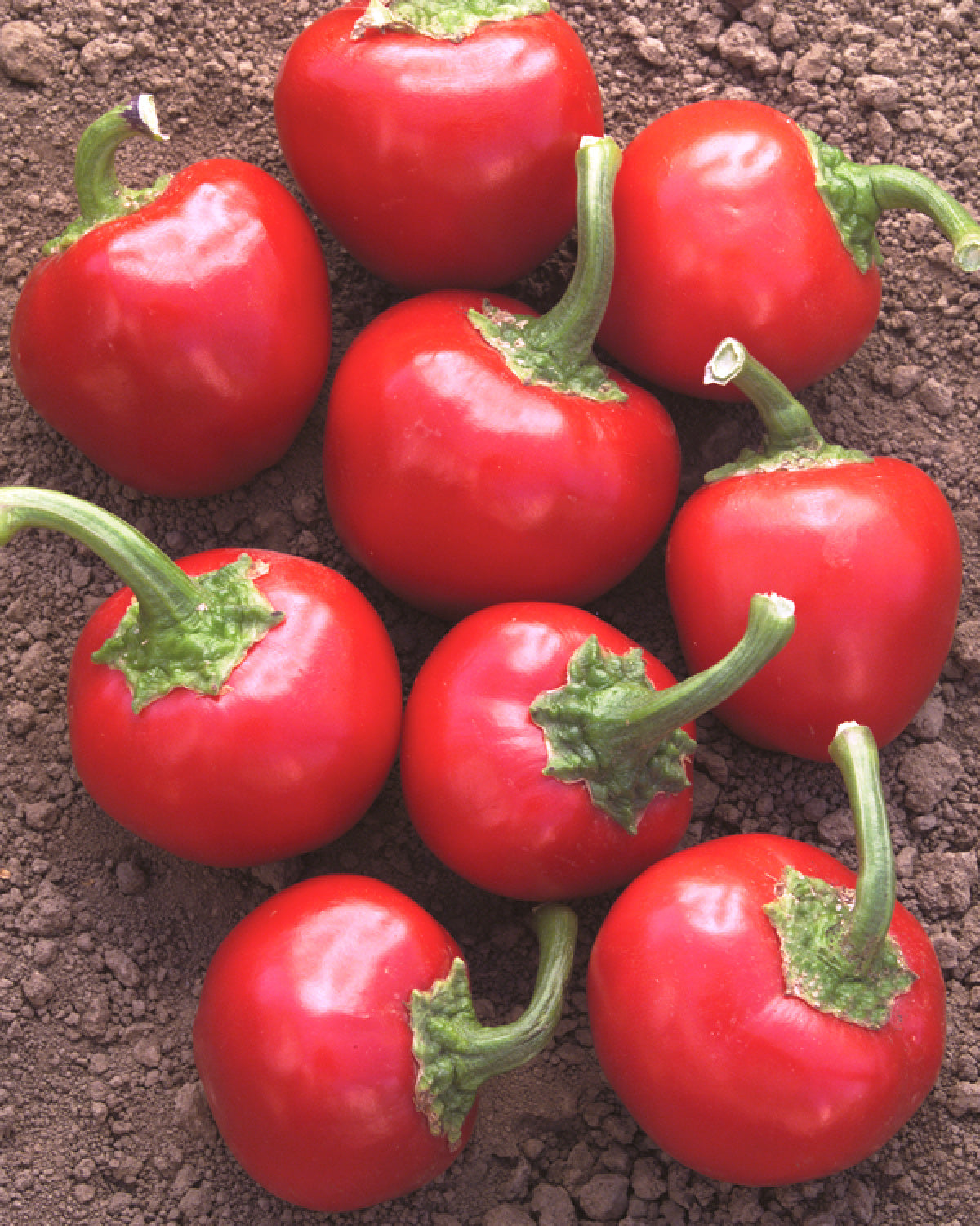 PEPPER TIME BOMB - 4" POT