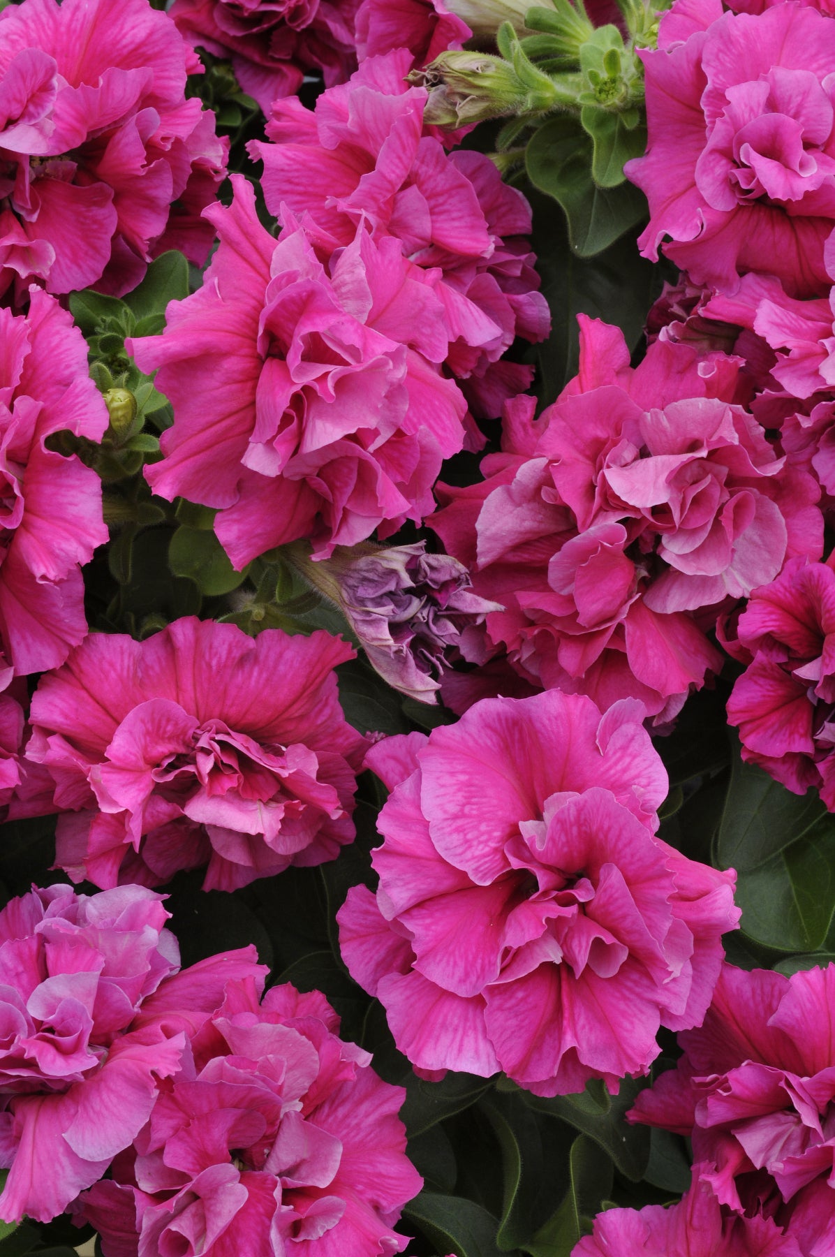PETUNIA DOUBLE MADNESS ROSE