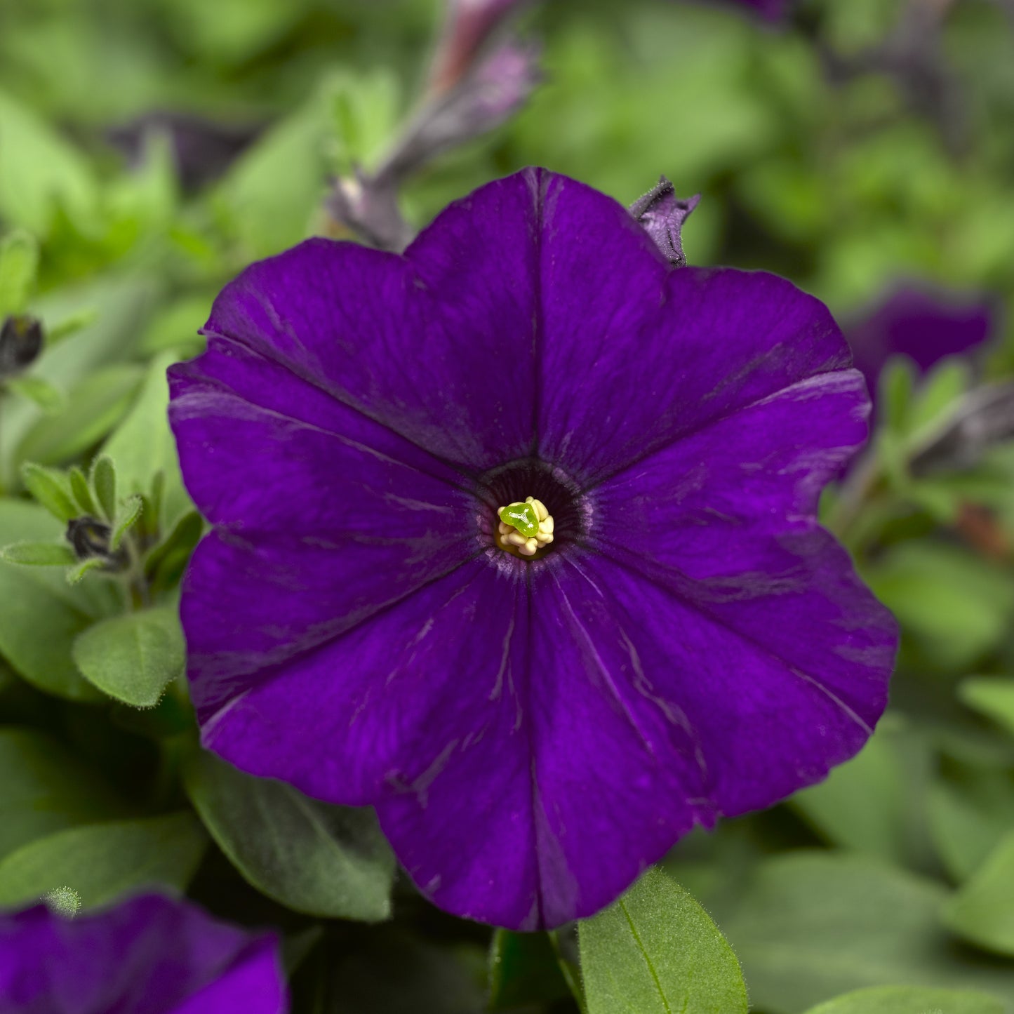 PETUNIA PICOBELLA BLUE