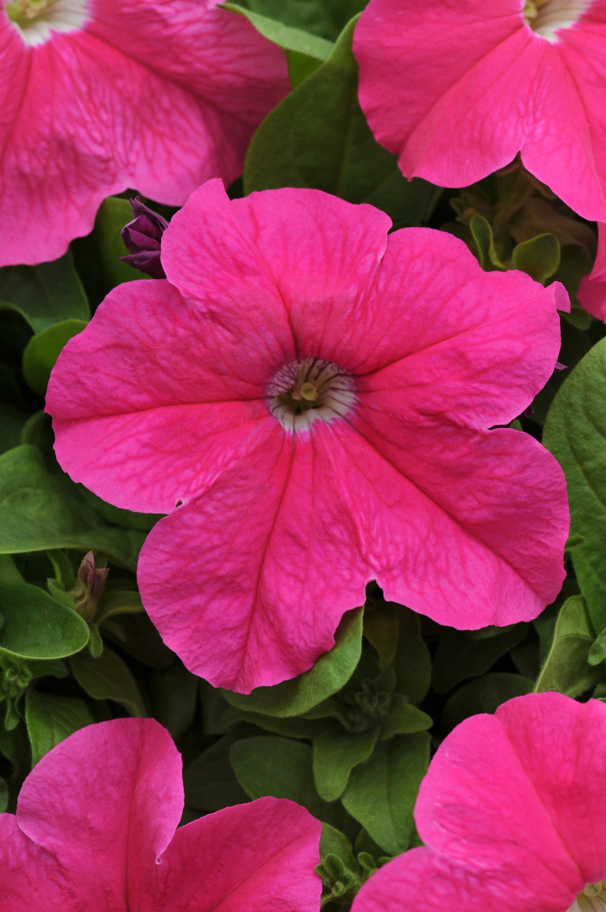 PETUNIA PRETTY GRAND DEEP PINK