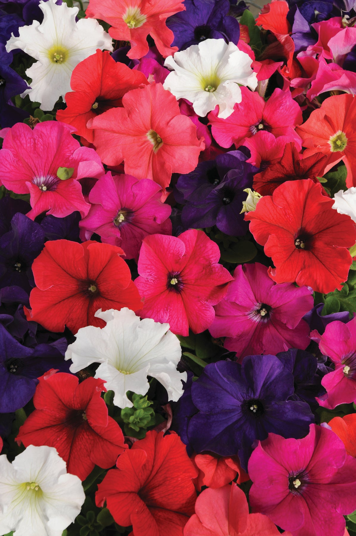 PETUNIA PRETTY GRAND MIX