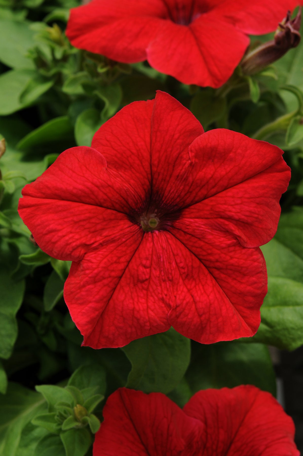 PETUNIA PRETTY GRAND RED