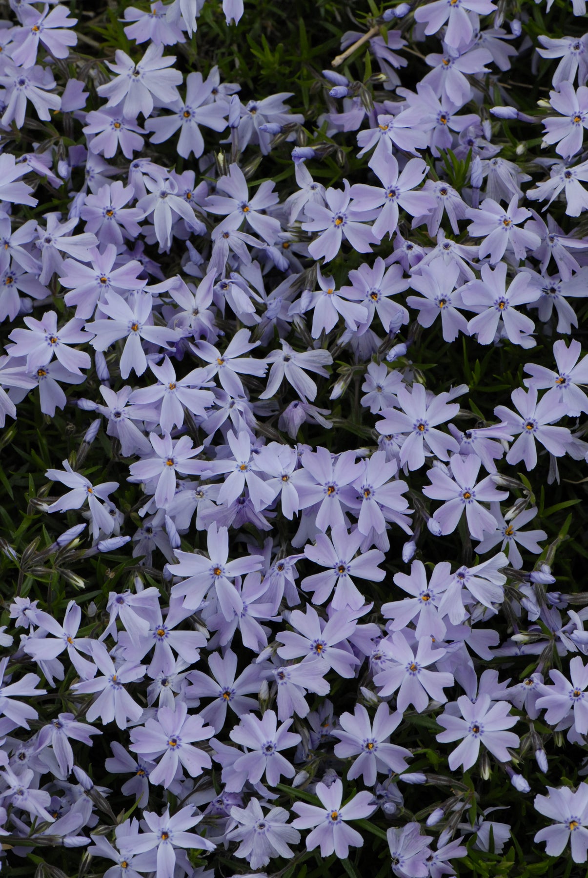 Phlox sub. 'Emerald Blue'