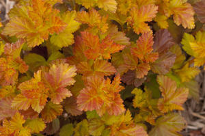 PHYSOCARPUS 'AMBER JUBILEE'™