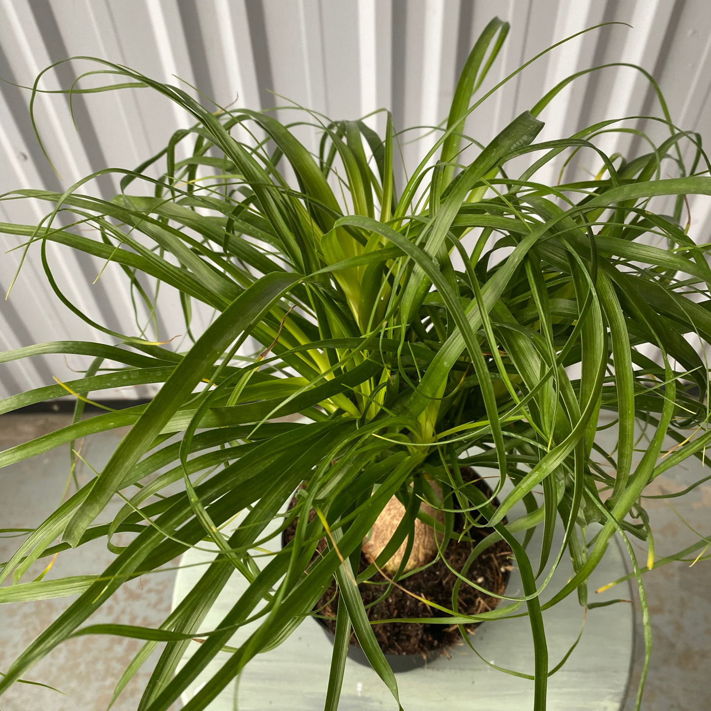 6'' Beaucarnia Ponytail Branched