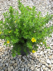 potentilla goldfinger plant POTENTILLA 'GOLDFINGER' – Deneweth's Garden Center