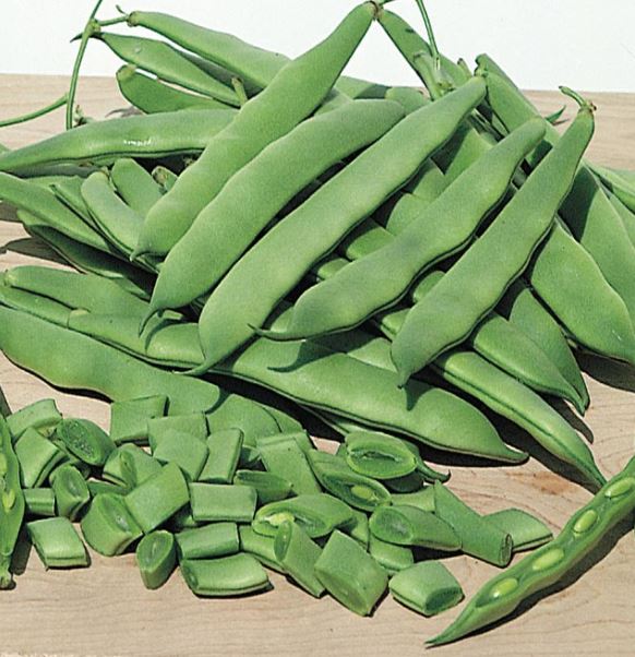 BEAN ROMA II - FLAT OF 32 PLANTS