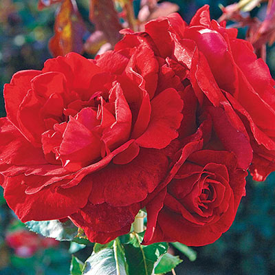 Rose 'Don Juan' G3 (Climbing)