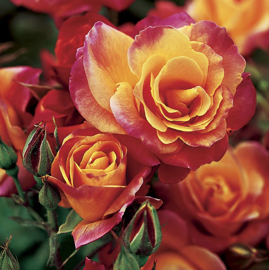 Rose 'Joseph's Coat' G3 (Climbing)