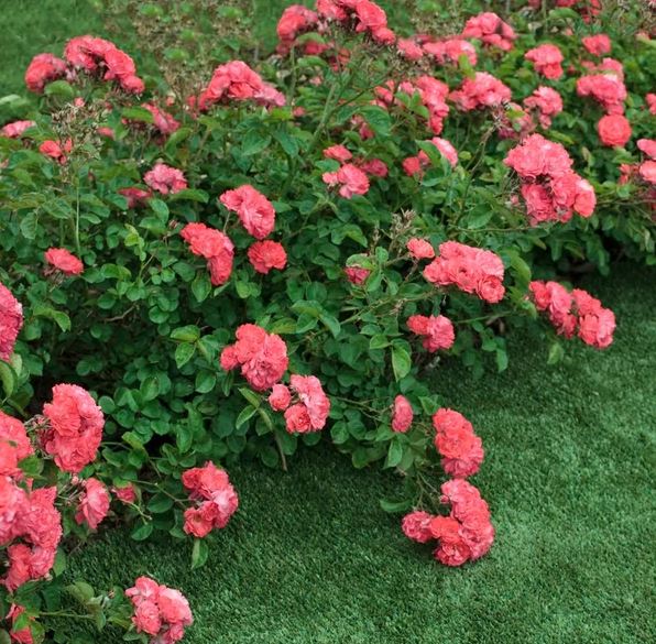 Rose 'Coral' (Drift)