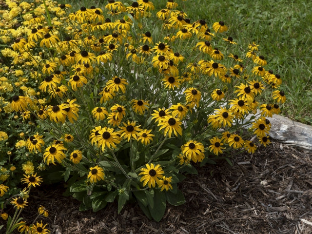 Rudbeckia x 'American Gold Rush'