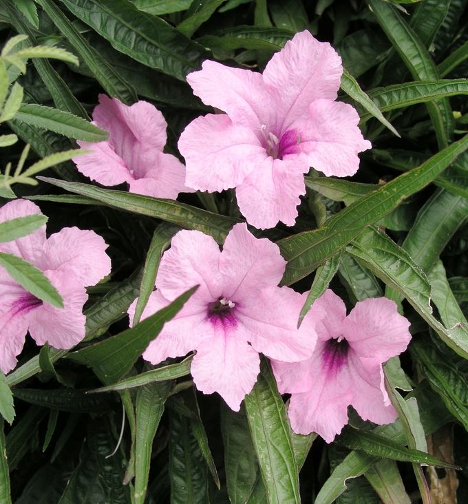 Ruellia Brittoniana Katie
