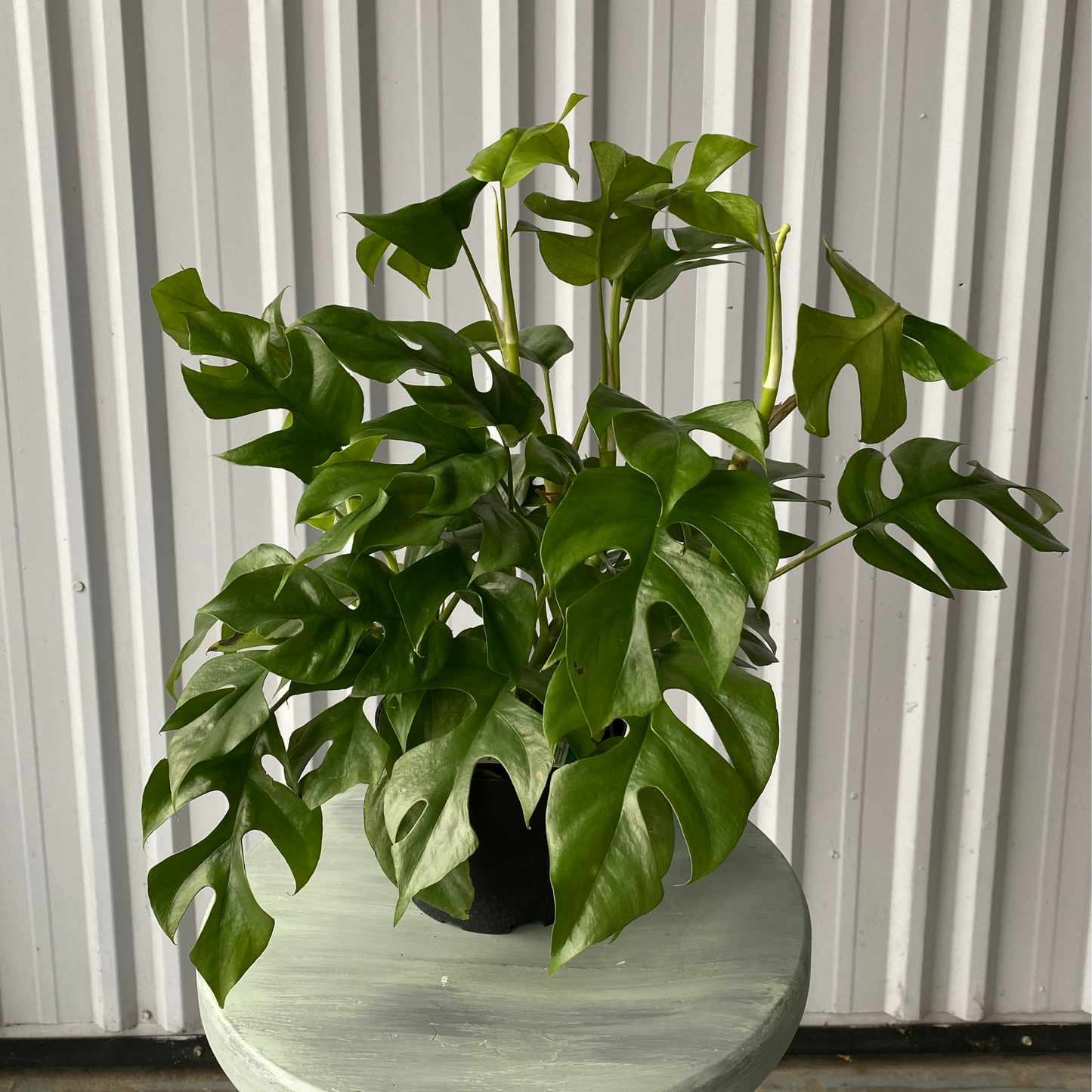6'' Rhaphidophora Tetrasperma (Mini Monstera)