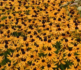 Rudbeckia 'Little Gold Star'