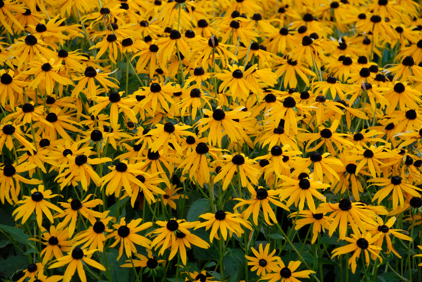 Rudbeckia 'Goldsturm'