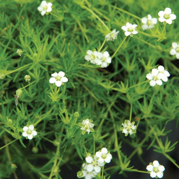 SAGINA SUBULATA AUREA SCOTCH MOSS