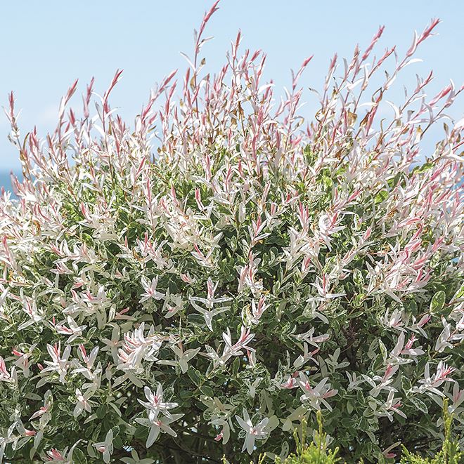 Salix 'Hakuro Nishiki'