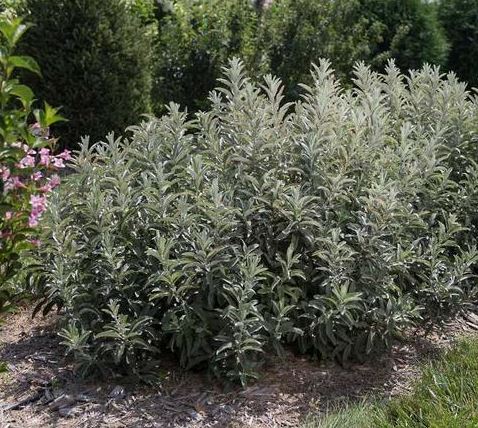 SALIX C ICEBERG ALLEY®
