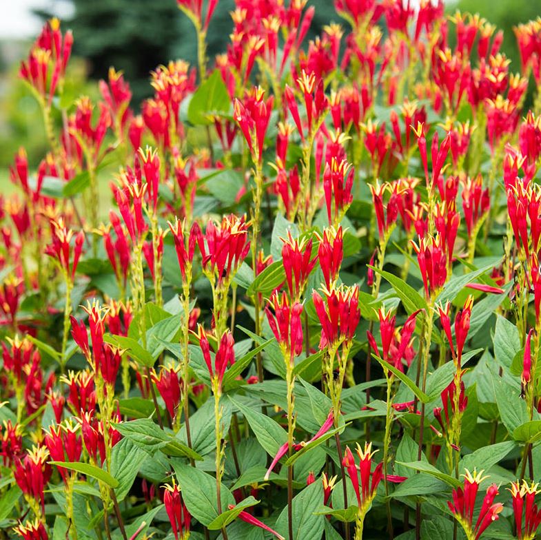 Spigelia m. 'Little Redhead'