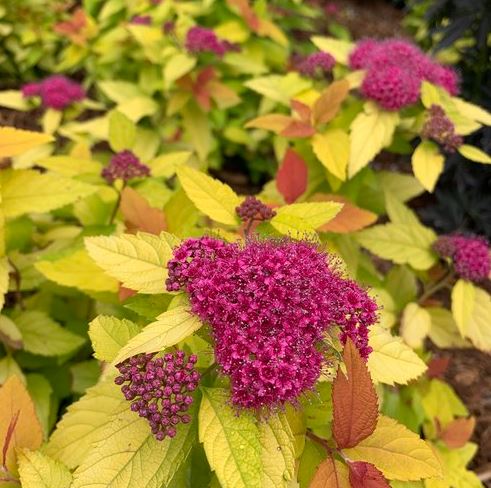 Spirea japonica Double Play® Candy Corn® PW