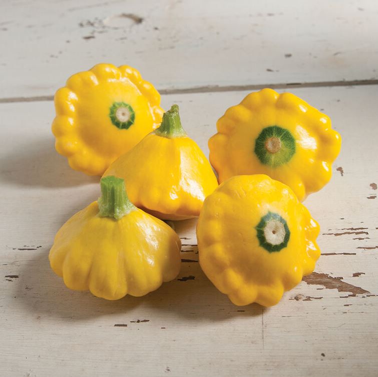 SQUASH PATTY PAN - 4" POT