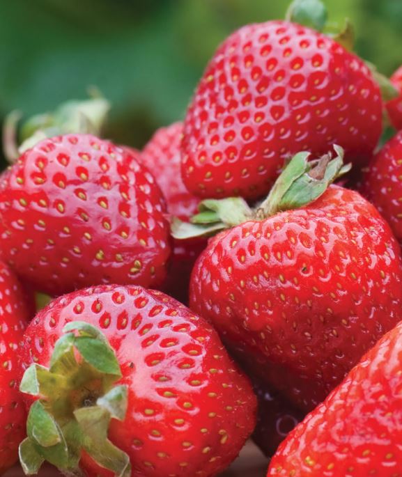 STRAWBERRY SEASCAPE - 4" POT