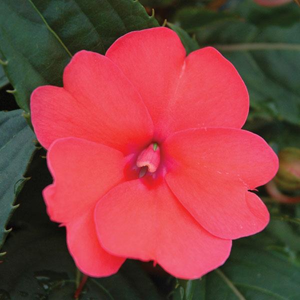 SUNPATIENS COMPACT DEEP ROSE