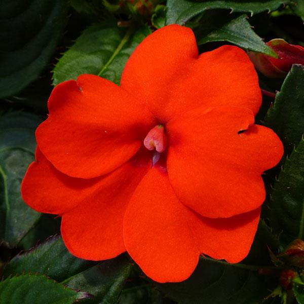 SUNPATIENS COMPACT ELECTRIC ORANGE