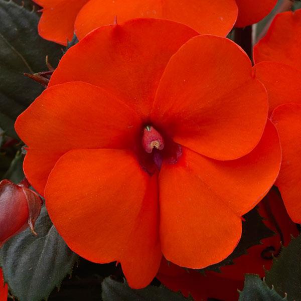 SUNPATIENS COMPACT HOT CORAL