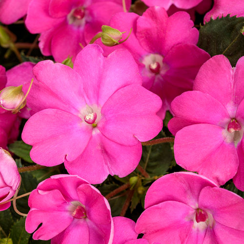 SUNPATIENS COMPACT HOT PINK