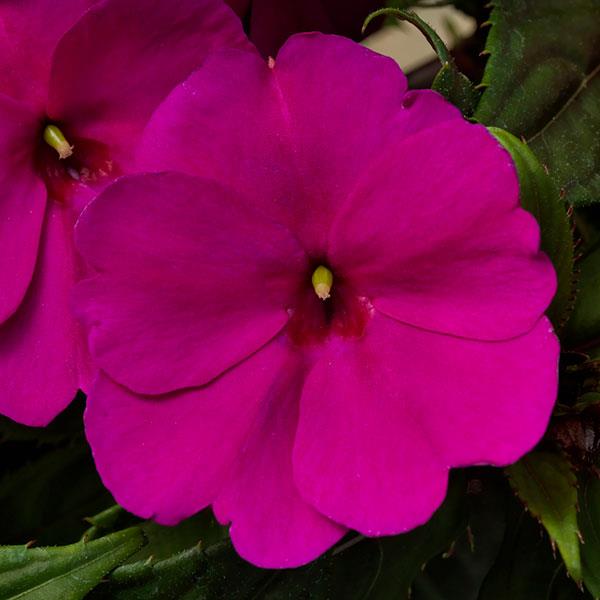 SUNPATIENS COMPACT PURPLE