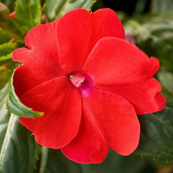 SUNPATIENS COMPACT RED